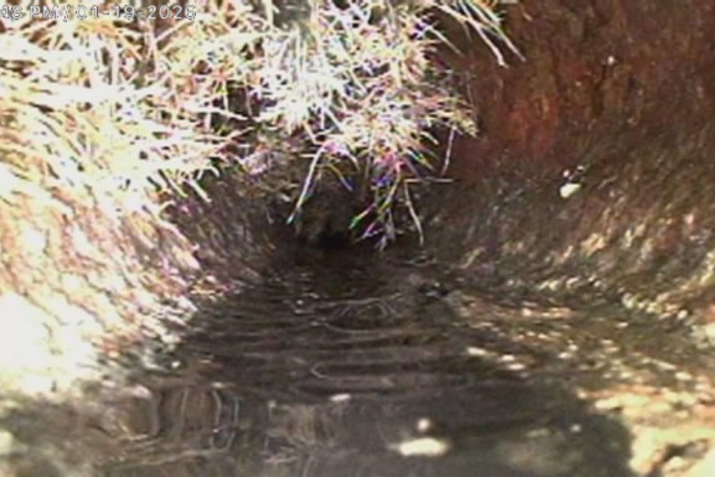 Root Intrusion Removal Services